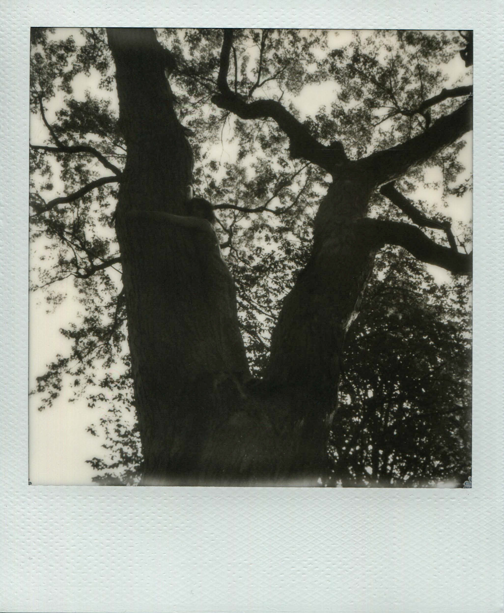 Self-portrait hugging tree in Parc Jeanne Mance, Montréal © Sofia Mesa