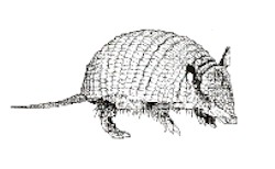 How The Armadillo Lost Its Armour
