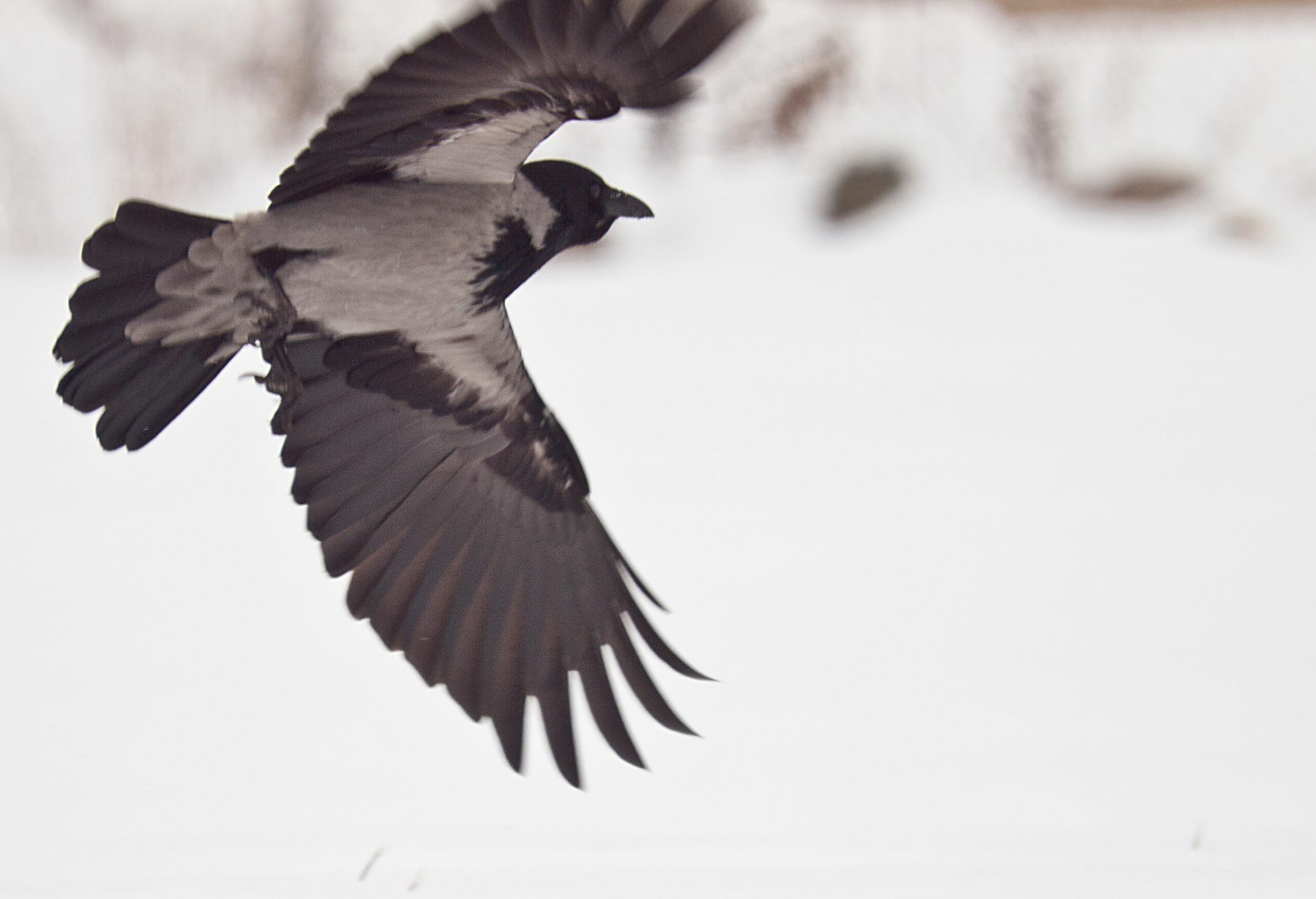 A hooded crow flies above snowy ground.