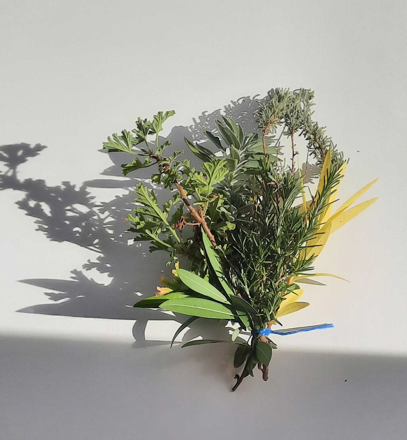 Herbal bouquet and shadows © El Arbi Mrabet