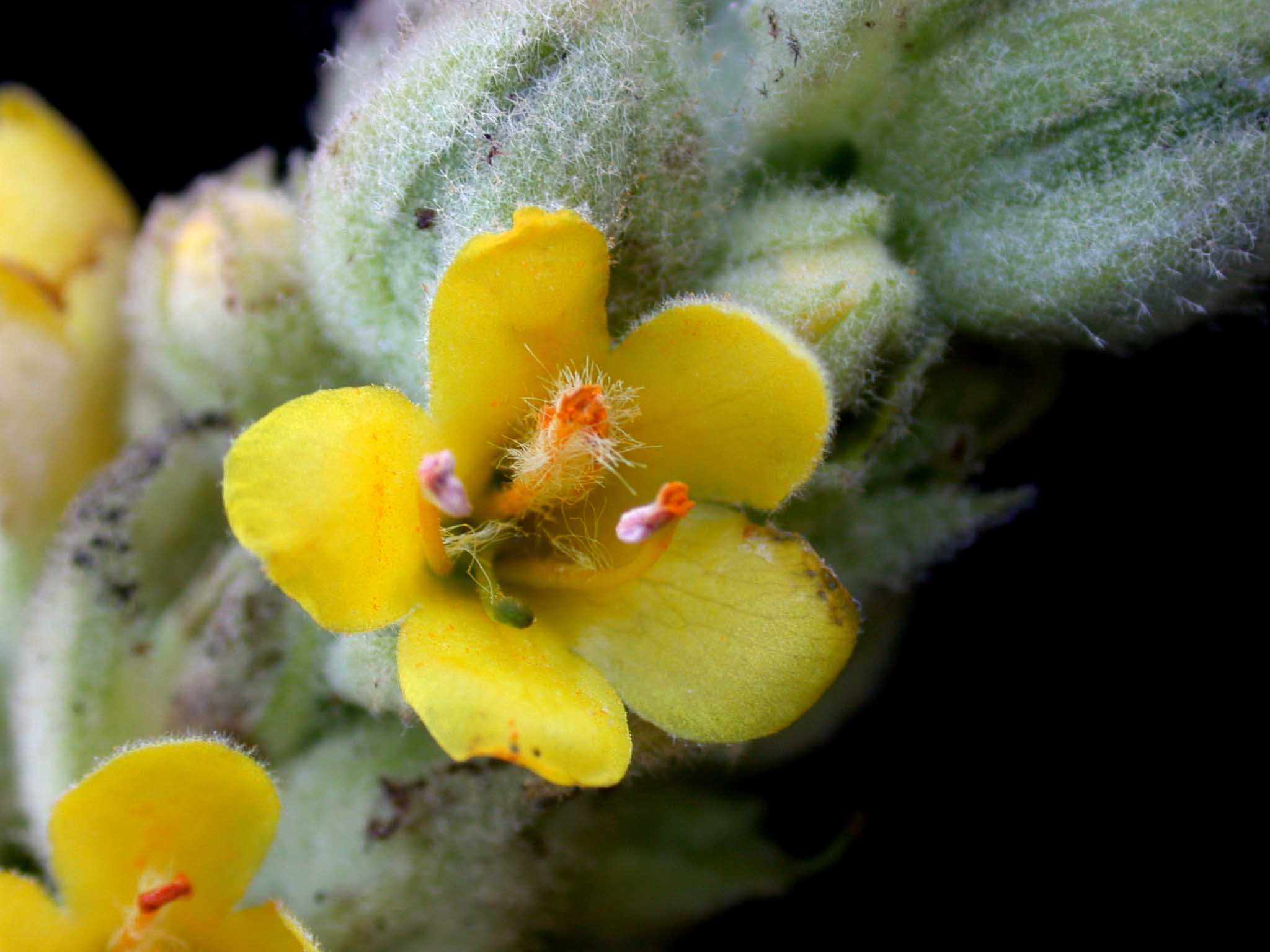 Mullein, Laval University, CC BY-SA 4.0, via Wikimedia commons