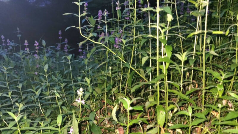 Plants in Wildfire Smoke © C. Hann