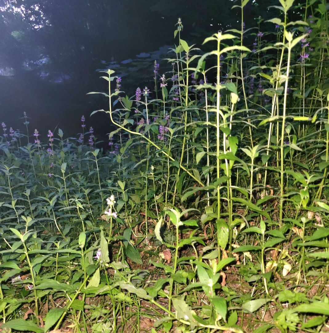 Plants in Wildfire Smoke © C. Hann