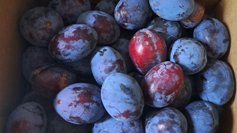 Plums from the backyard © Adrian Larose
